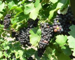 В чёрном или красном винограде (чем чернее, тем лучше), прежде всего в кожуре и косточках, содержится большое количество одних из самых мощных природных антиоксидантов, которые действуют в десятки раз сильнее витамина Е. Это ресвератрол или резвератрол.
