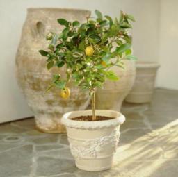 Лимонне деревце рекомендується поставити в будинку, де часто хворіють на легеневі захворювання.