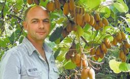 Куст нового сорта киви, выведенного ужгородским биологом Генрихом Стратоном, дает около 25 килограммов плодов.