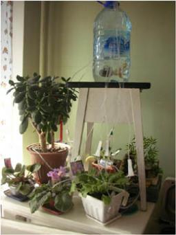 Улаштувати полив для кімнатних рослин можна й за допомогою використаних медичних систем для переливання розчинів.