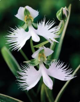 Орхидея «хабенария».