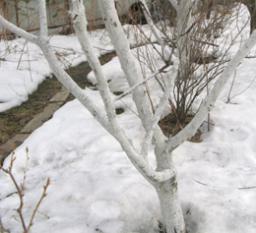 Побілка не дає повного захисту дерев від зимових опіків.