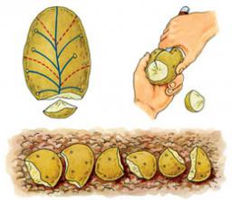 Схема ділення бульби насінної картоплі.