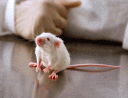 Після прийому ісрадипіну, миші позбувалися алкогольної або кокаїнової залежності.
