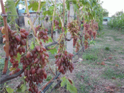 Осветлять грозди лучше постепенно, начиная задолго до созревания ягод, при этом удалять  всего по паре листьев в день.
