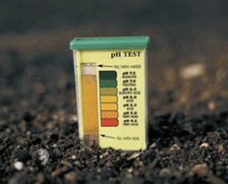 Уровень кислотности почвы можно проверить с помощью лакмусовой бумажки или специальных тестов.