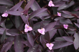 Цветки сеткреазии можно назвать довольно симпатичными. Они состоят из 3-х лепестков, розового цвета. Цветет растение весной и летом. Чтобы стимулировать образование новых цветков, необходимо удалять старые.