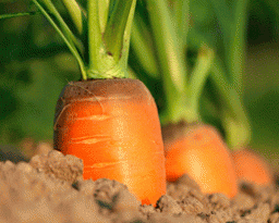 Морква належить до сімейства зонтичних і відрізняється широкою видовою різноманітністю. Для потреб сільського господарства культивується морква посівна, яка є підвидом великого виду моркви – морква дика. Історія її культивування почалася ще понад 4 тисячі років тому, приблизно в Афганістані.