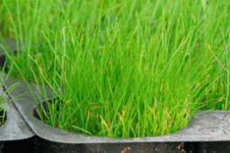 Размножать траву полевицу побегообразующую  лучше вегетативным способом.