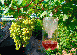 Как лучше уберечь виноград от ос