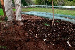 Конец сентября – лучшее время для перекопки в садах. Перекопку проводят вилами или в случае тяжелой почвы лопатой параллельно корням, а не поперек. Окапывают аккуратно, затрагивая только верхнюю часть почвы, без обрыва или подрезки корней. Под перекопку 1 раз в 3-5 лет вносят органику – 2-3 кг навоза на 1 м2. И ежегодно – минеральные удобрения (в зависимости от культуры) и печную золу.