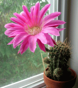 Эхинопсис - красивоцветущий кактус на вашем окне