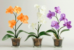 Самые популярные ароматные комнатные растения