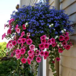Ампельные петунии прекрасно украсят сад или балкон вашего дома. Они очень хорошо смотрятся в кашпо в композиции с другими растениями, например лобелией.