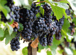 Виноград - отличное средство  от депрессии