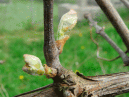 Как и когда необходимо открыть виноград после зимы