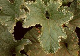 Надлишки хлору ведуть до утворення обпаленої облямівки у молодих листочків.