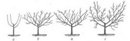 Рисунок 1. Вазоподобная (чашевидная) крона: а - обрезка после посадки; б - весной второго года; в - весной третьего-четвертого года; г - весной пятого года.