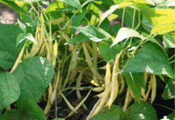 Выращивание фасоли: сорта, посадка и уход