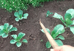 Сухой полив - важный агротехнический прием