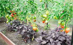 Базилик улучшает вкусовые качества томатов.