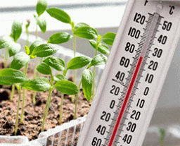 Комфортная температура выращивания рассады - до 21°C.