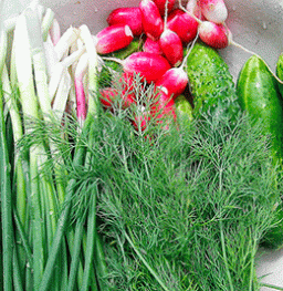 Ранние овощи: витаминная бомба или салат из химикатов