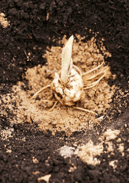 В основному цибулини висаджуються в землю на глибину, що перевищує їхній діаметр утроє. І обов’язково на піщану подушку.