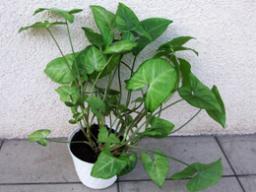 Сингониум (лат. Syngonium) – растение семейства ароидные. Родина — Центральная и Южная Америка.