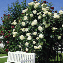Плетистые розы рекомендуется высаживать в хорошо проветриваемых и солнечных местах.