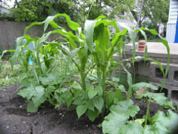 Огурцы и фасоль очень хорошо растут вместе с кукурузой.