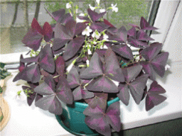 Кислица Треугольная с темно-пурпурными листьями и мелкими почти белыми цветками. Период цветения - все лето.