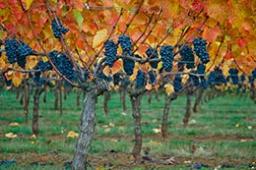 Штамбовый метод обрезки подходит или для сильных сортов винограда, или же для мягкого южного климата.