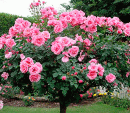 Чайно-гибридная роза в виде штамбового деревца.