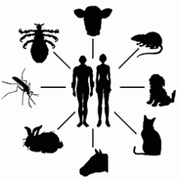 Зоонозные инфекции. Как им противостоять? | Домовой