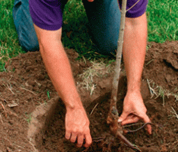 При посадці кореневу шийку розміщують на рівні землі, а місце щеплення залишають над землею.